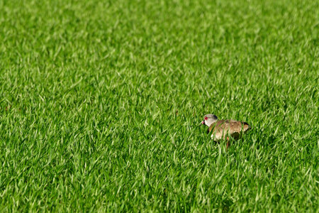Bird in grass background. High quality photoの写真素材