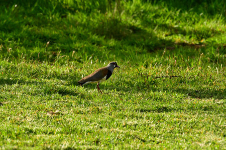 Bird in grass background animal. High quality photoの写真素材