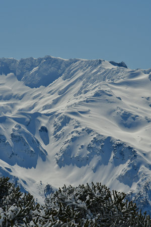 Araucaria snow landscape Llaima Vulcano chile los Lagos. High quality photoの写真素材