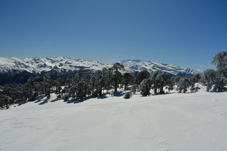 Araucaria snow landscape Llaima Vulcano chile los Lagos. High quality photoの写真素材