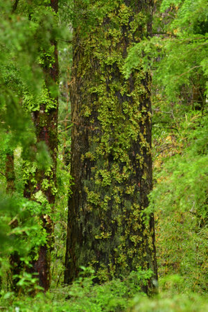 green moss on wet trees patagonia chile rain forest. High quality photo