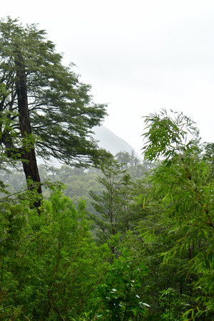 green bamboo forest wet rainy dense green. High quality photo