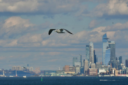 New York Manhattan Seagull Bay Panorama Travel. High quality photoの写真素材