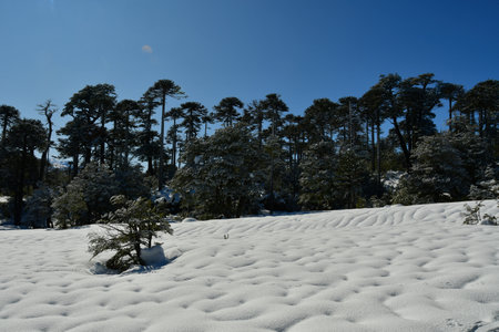 Llaima Volcano in Conguillio National Park, Patagonia, Chile, snow landscape. High quality photoの写真素材