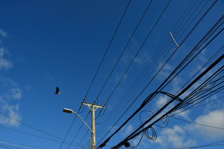 black faced ibis bird in patagonia chile animal wildlife. High quality photoの写真素材