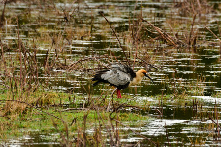 black faced ibis bird in patagonia chile animal wildlife. High quality photoの写真素材