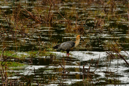 black faced ibis bird in patagonia chile animal wildlife. High quality photoの写真素材