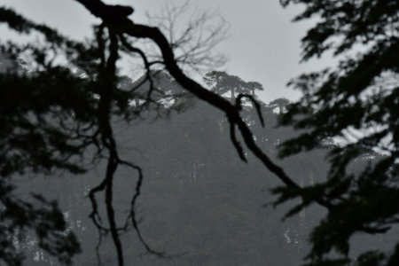 Branch with araucaria forest background rainy day chile patagoniaの写真素材