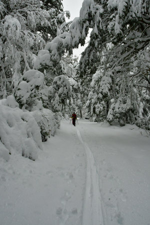 araucaria snow winter patagonia los lagos cloudy winter wonderland sport . High quality photoの写真素材
