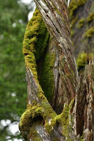Hollow tree in rain forest chile patagonia old . High quality photoの写真素材