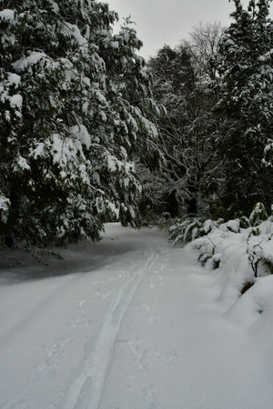 snow winter cloudy winter wonderland. High quality photoの写真素材