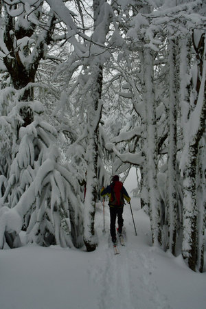 araucaria ski touring snow winter patagonia los lagos cloudy winter wonderland sport . High quality photoの写真素材