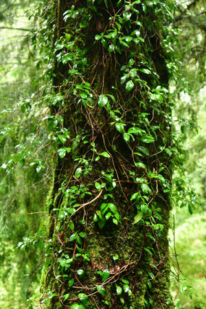 Trunk with leaves and moss rainy day chile patagonia. High quality photoの写真素材