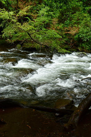 River in Rain with Forest and mountains. High quality photoの写真素材
