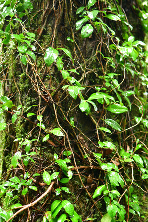 Trunk with leaves and moss rainy day chile patagonia. High quality photoの写真素材