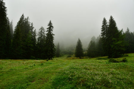 Forest meadow with fog landscape tree mountain environment green scene. High quality photoの写真素材