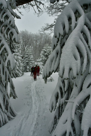 araucaria ski touring snow winter patagonia los lagos cloudy winter wonderland sport . High quality photoの写真素材
