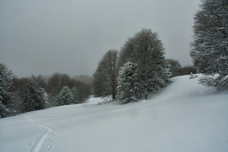 araucaria ski touring snow winter patagonia los lagos cloudy winter wonderland sport . High quality photoの写真素材