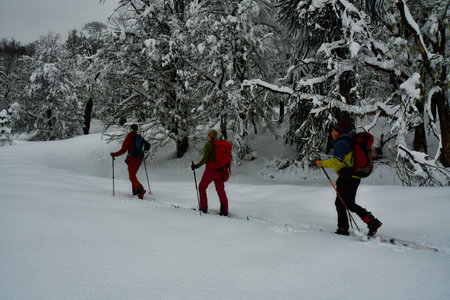 araucaria ski touring snow winter patagonia los lagos cloudy winter wonderland sport . High quality photoの写真素材