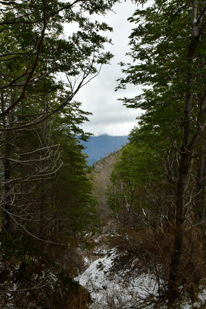 Puyehue winter ascent wet snow clouds forest ski adventure. High quality photoの写真素材