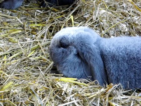 Lop-Eared Rabbit, Rabbit,の写真素材