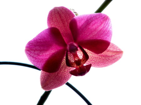 Orchid blossomの写真素材