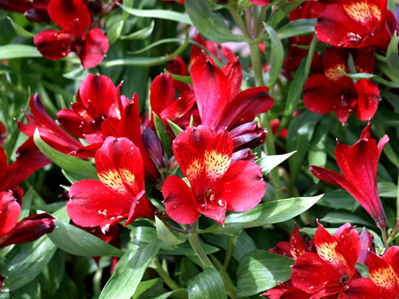 alstroemeriaの写真素材