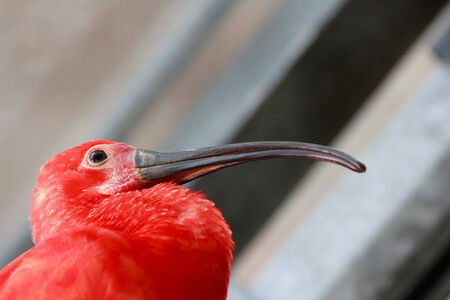 Closeup of a tropical bird called Scarlet ibis (Eudocimus ruber) in profileの写真素材