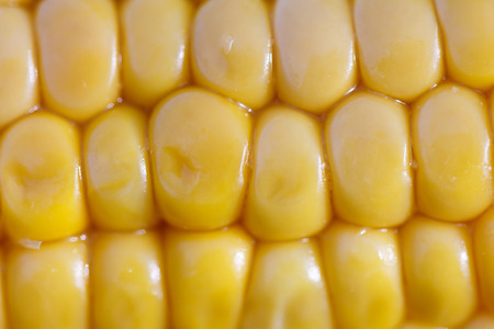 Closeup of a ripe corncob