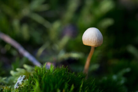One tiny mushroom with green background and shallow depth of field