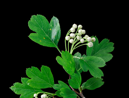 Close up of a branch of Crataegus commonly called hawthorn thornapple Maytree whitethorn or hawberry with buds isolated on blackの写真素材