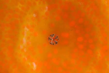 Extreme closeup of a clementine Citrus clementinaの写真素材