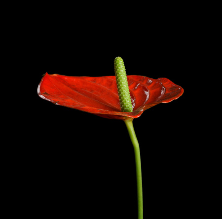 Red Anthurium, also known as tailflower, flamingo flower and laceleaf isolated against a black backgroundの写真素材