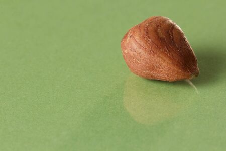 One hazelnut with reflection against a green backgroundの写真素材