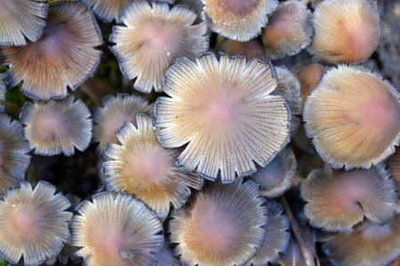 Toadstool mushroom texture.