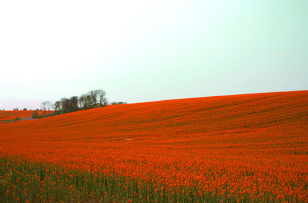 Red flowers carpet.の写真素材