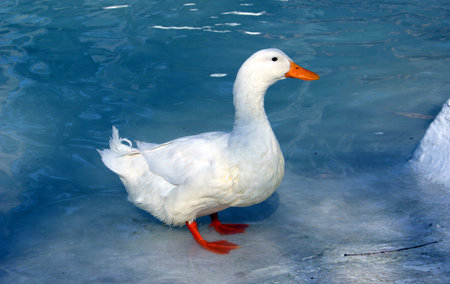 Duck on water background - blue pastel colours.の写真素材