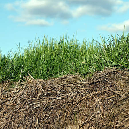 Growth and decayの写真素材