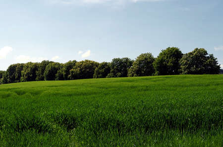 Fertile green farmland.