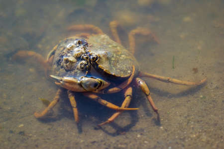 These crabs are known by different names around the world, eg shore crab, green shore crab, green crab or European green crab. Due to human transport vessels it is a very invasive species and is listed among the 100 world's worst alien invasive species.の写真素材