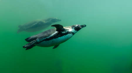 Two beautiful penguins gliding elegantly through the water. The image was taken from below the surface line. Humboldt Penguins are originally native to Chile and Peru.の写真素材
