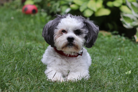 nice bolonka zwetna dog on a lawn
