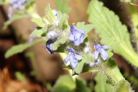 close up of blooming wildflower