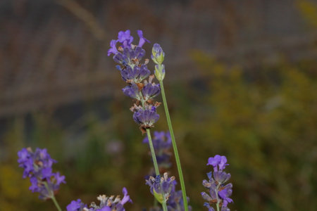 close up of blooming wildflowerの写真素材