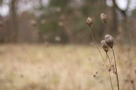 close up of a dry grass in front of a meadowの写真素材