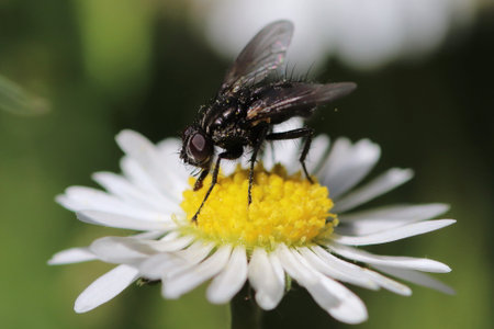 close up of a blooming daisy flower