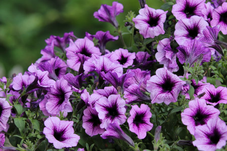 couple of blooming petunia flowersの写真素材