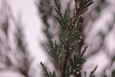 icy branches of a cypress tree