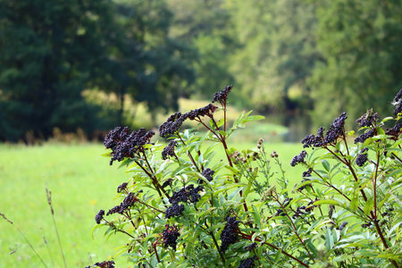 close up of elder berries in front of the wiesent river