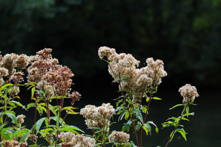 close up of weeds with a dark background